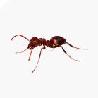 Ant Control