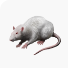 Rats Control