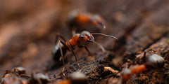 Ants