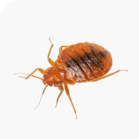 Bed Bugs