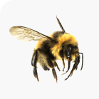 Wasps & Bees