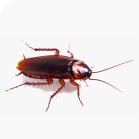 Cockroaches