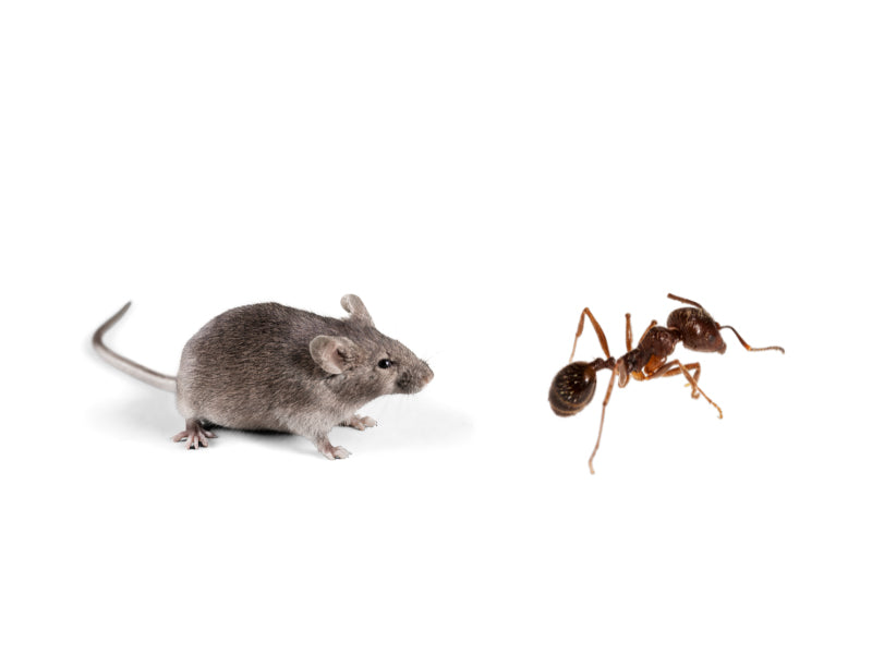 ECOPEST - Mouse & Insect Glue Boards