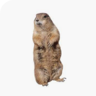 Gophers