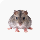 Mice