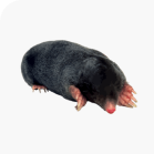 Moles