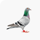 Pigeons