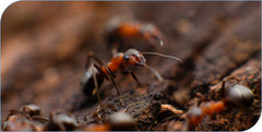 Ants