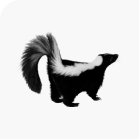 Skunks