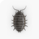 Sow Bugs