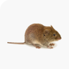 Voles
