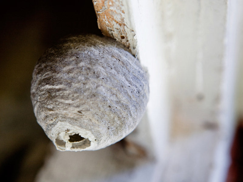 Wilson® WASP OUT™ Wasp & Hornet Killer