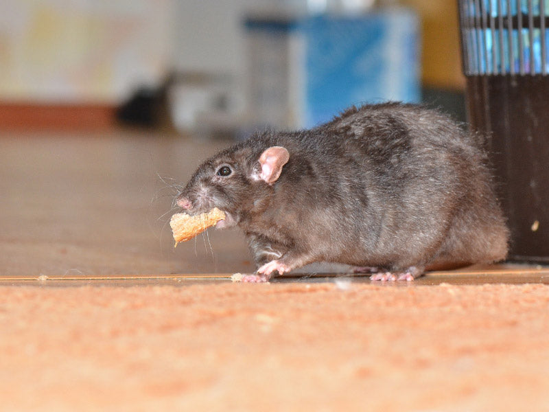 Wilson Predator Rat and Mouse Killer - 6x60g