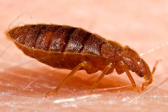 Bed Bugs