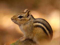 Chipmunks