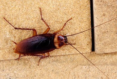 Cockroaches