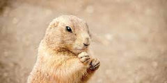 Gophers