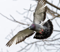 Pigeons