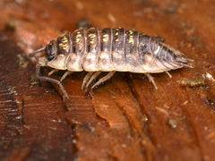 Sow Bugs
