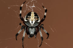 Spiders