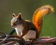 Squirrels