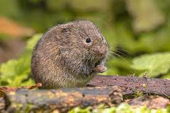 Voles