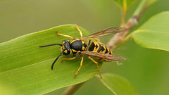 Wasps & Bees