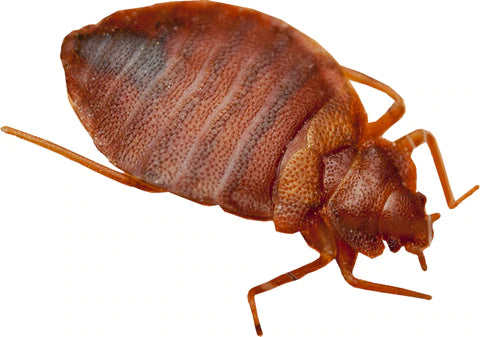 Everything you need to know about bedbugs