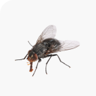 Flies/Flying Insects Control