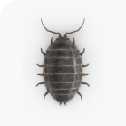 Sow Bugs Control
