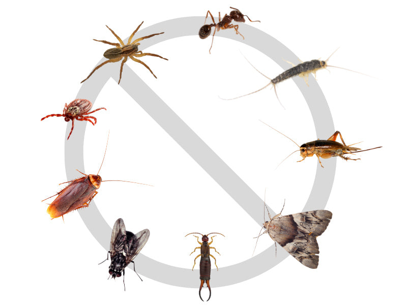 ECOPEST - Bed Bug, Cockroach, Ants TOTAL INSECT KILLER - 1L – Spiders, Plant Bugs and much more  - POS