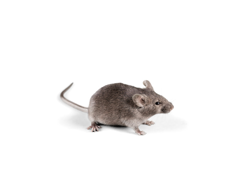 Piège à souris / rat pour l'extérieur