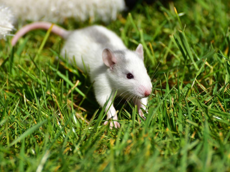 Piège à souris / rat pour l'extérieur