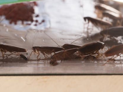 ECOPEST - Pièges à colle pour souris et insectes