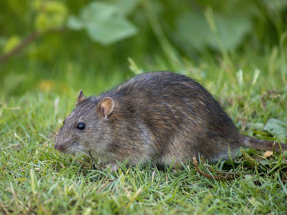 Wilson Predator Rat and Mouse Killer - 6x60g