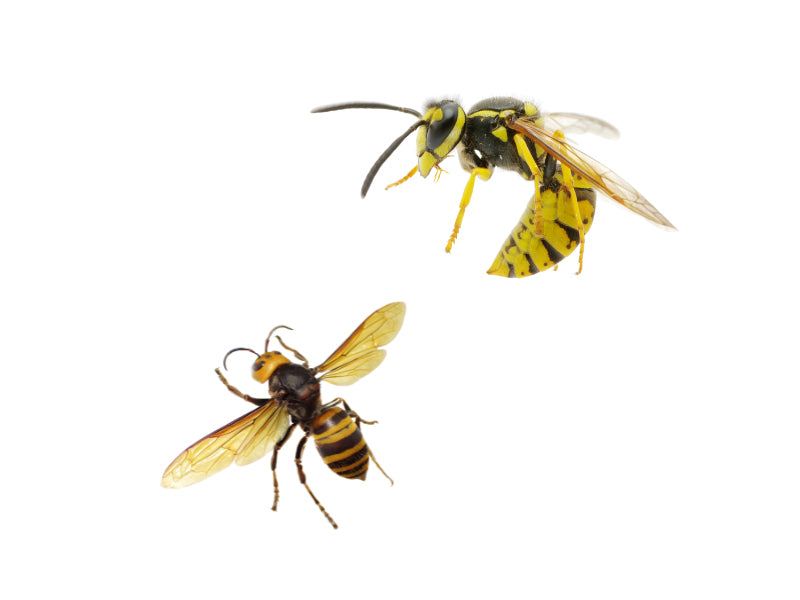 Wilson® WASP OUT™ Jet Foam Wasp & Hornet Killer